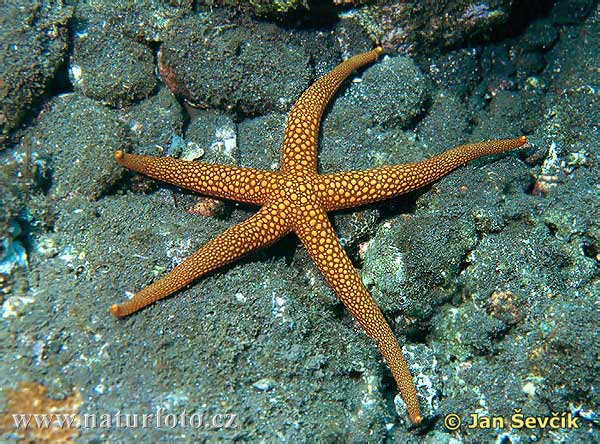 Sea Star