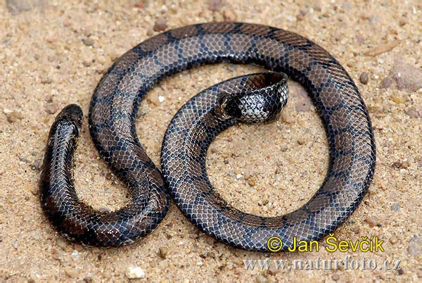 Pipe Snake