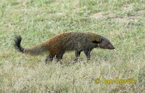 mongoose