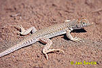 Bosc's Fringe-toed lizard