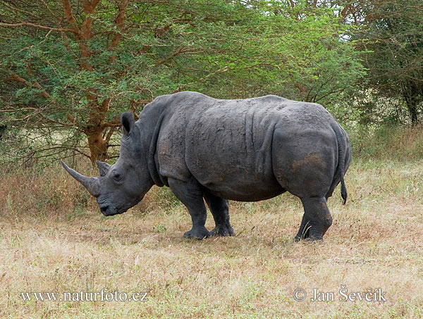 white rhinoceros tropical seasonal forest white rhinoceros tropical seasonal forest